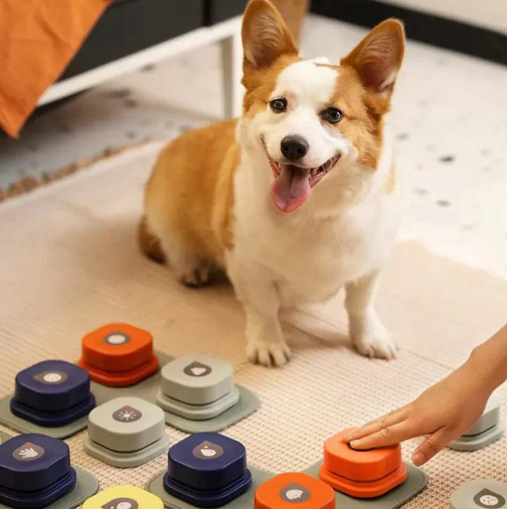 Interactive Pet Toy
